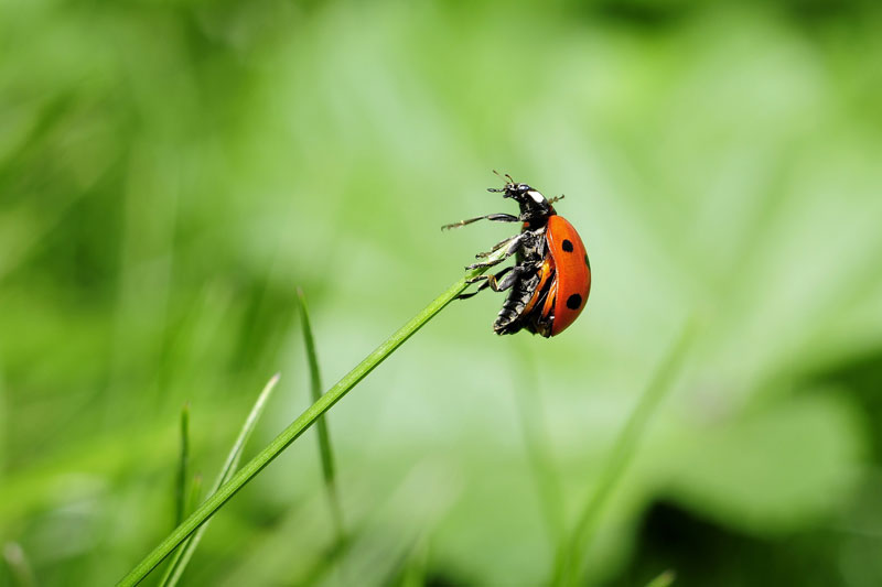 Glyphosat ist Geschichte