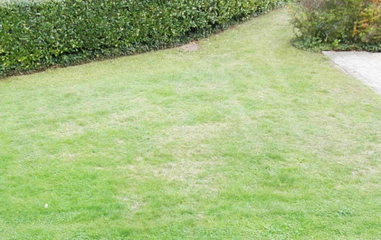 Verbrannten Rasen jetzt sanieren Besl Bischoff Gartenbau und